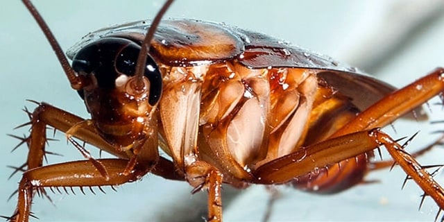 4 Ways Cockroaches Are More Dangerous Than You Thought