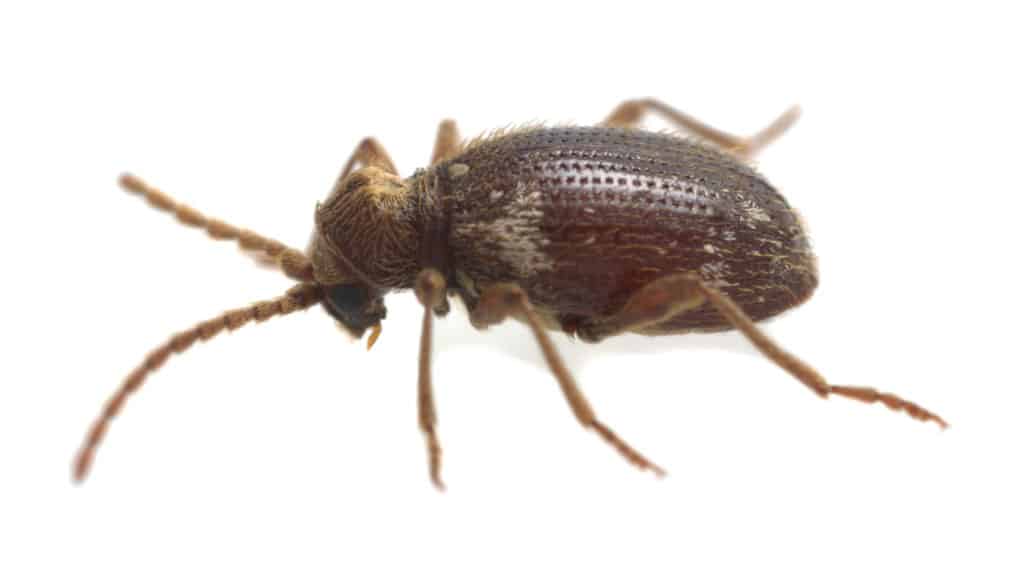 closeup of spider beetle on white background