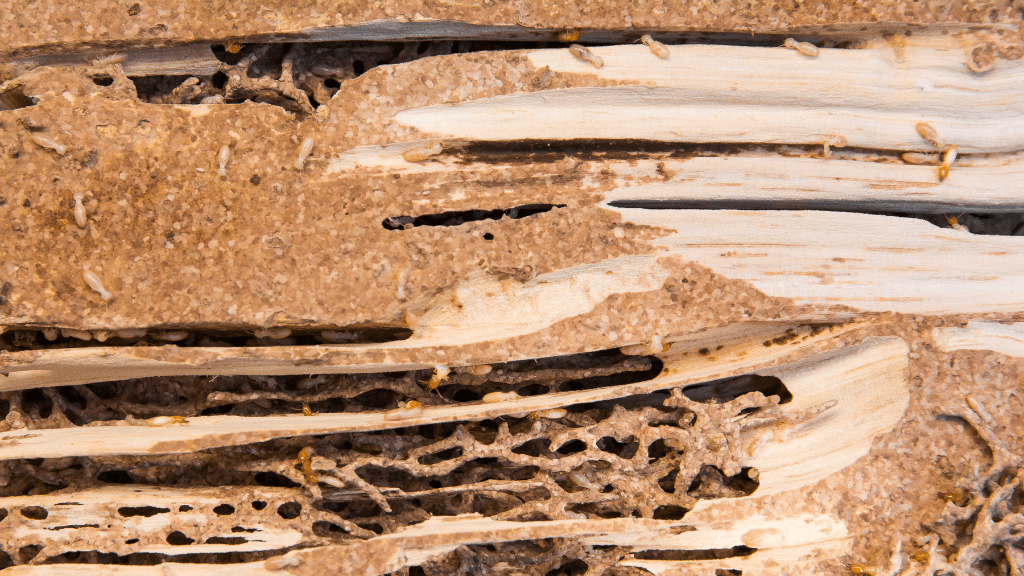 closeup of wood with termite signs and damage