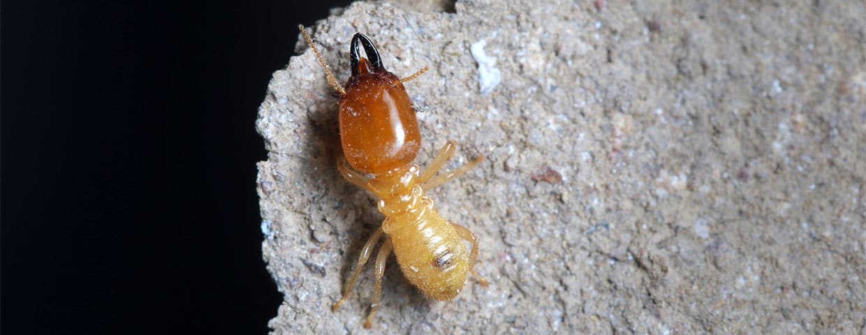 closeup of termite sitting on a piece of drywall