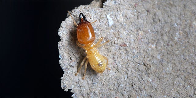 closeup of termite sitting on a piece of drywall