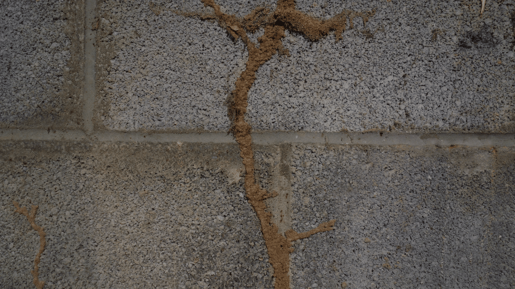 closeup of concrete wall with a mud tubes used by termites to travel