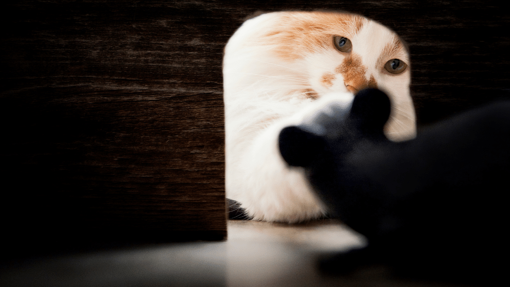 closup of mouse hiding in a covered area from cat that is at the entrance looking to capture it