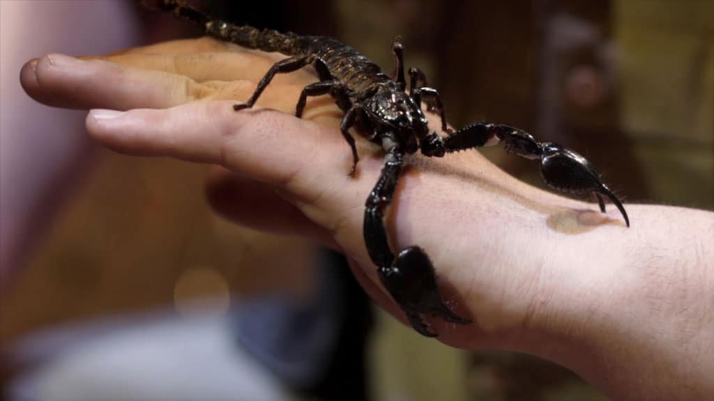 black scorpion crawling on person's hand