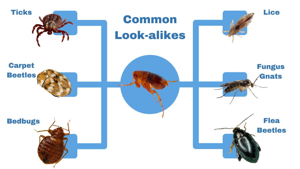 infographic of different bugs that look similar to fleas
