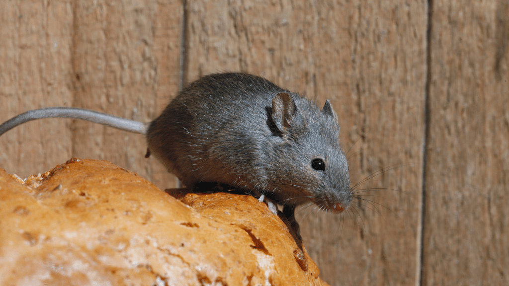 closeup of grey mouse on rough surface