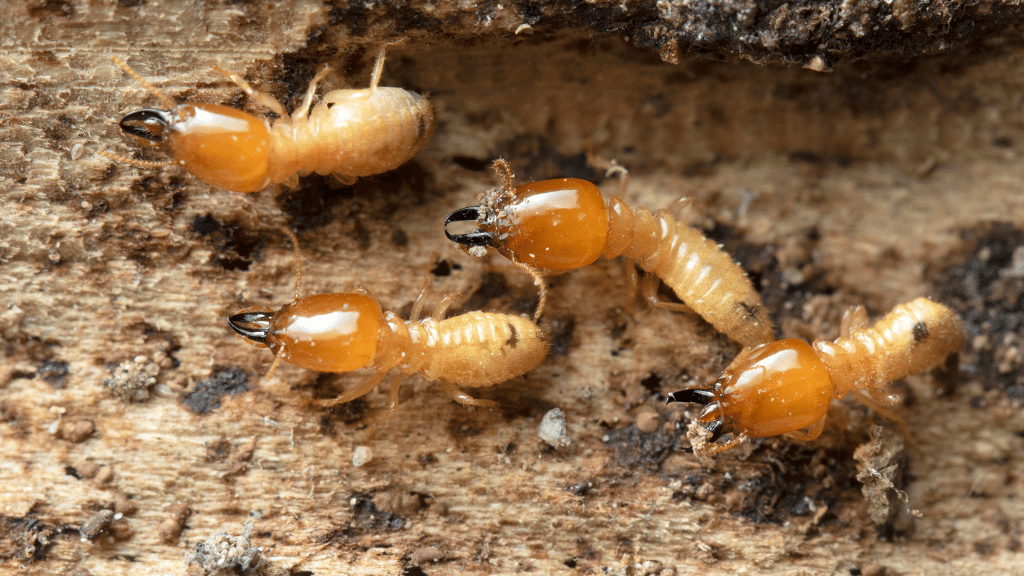 closeup of a group of termites on rough surface