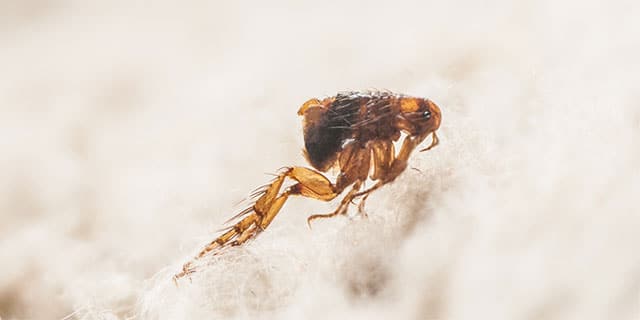 closeup of a flea sitting on carpet