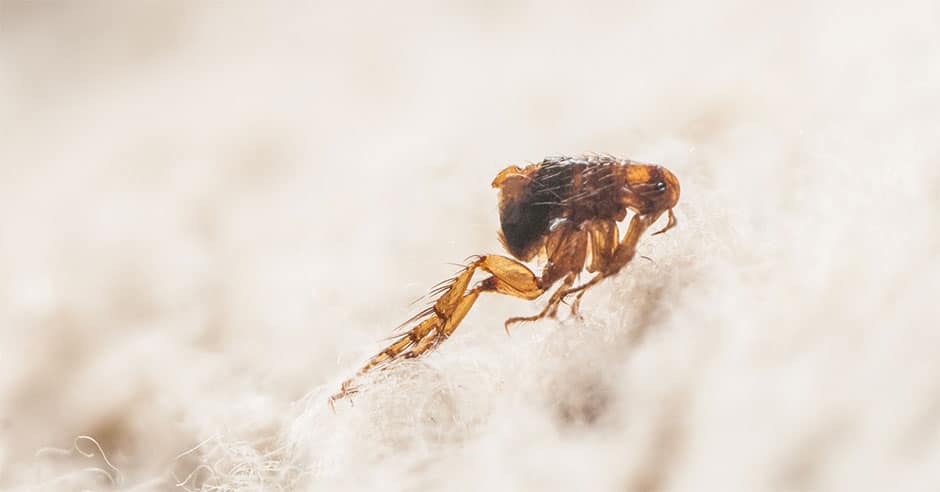 closeup of a flea sitting on carpet