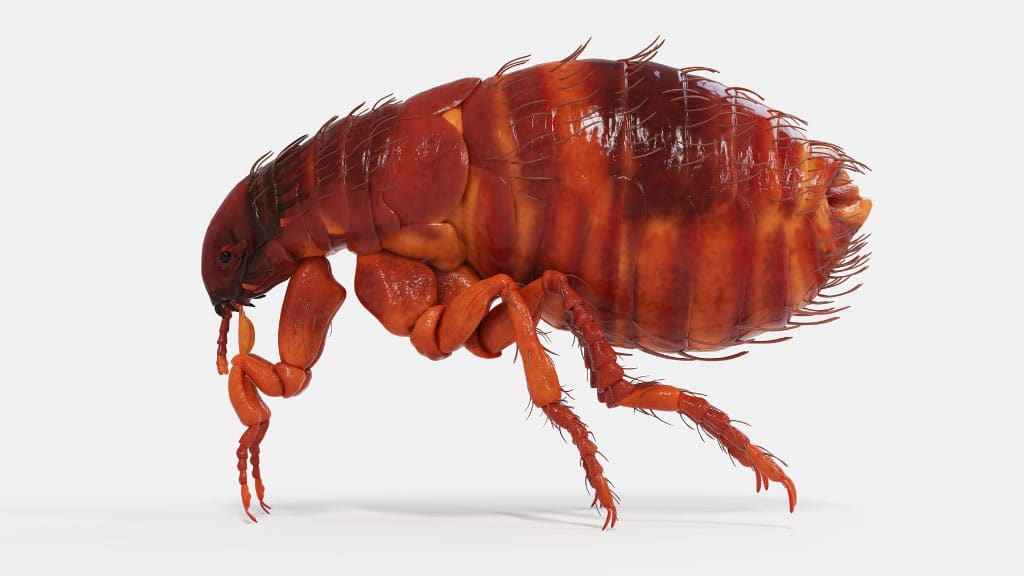 closeup of a computer generated body of flea on white background