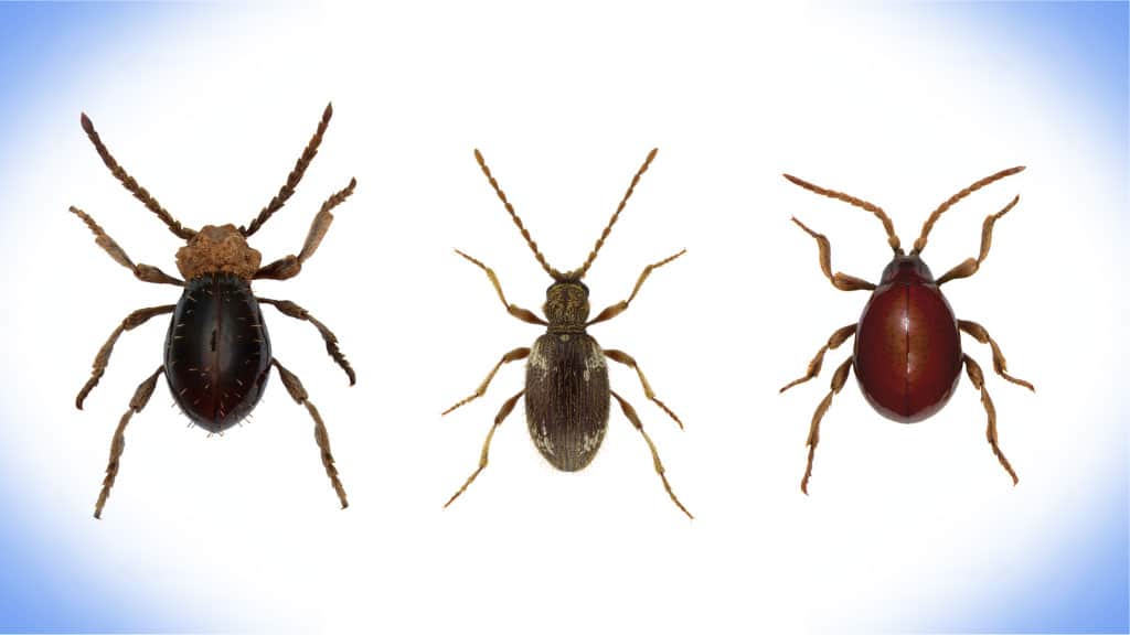 Differeent spider beetle on white background in magnified view