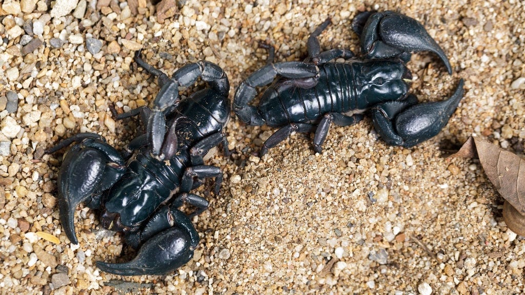 Black scorpion on dry ground in defensive stance