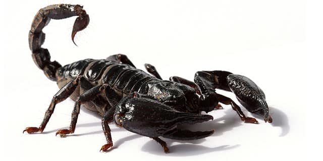 Black scorpion on white background in close-up view