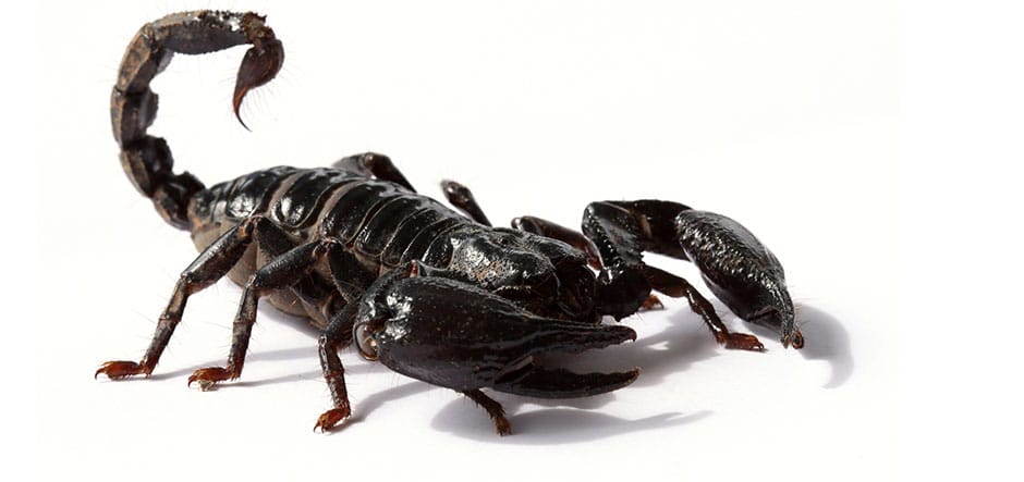 Black scorpion on white background in close-up view