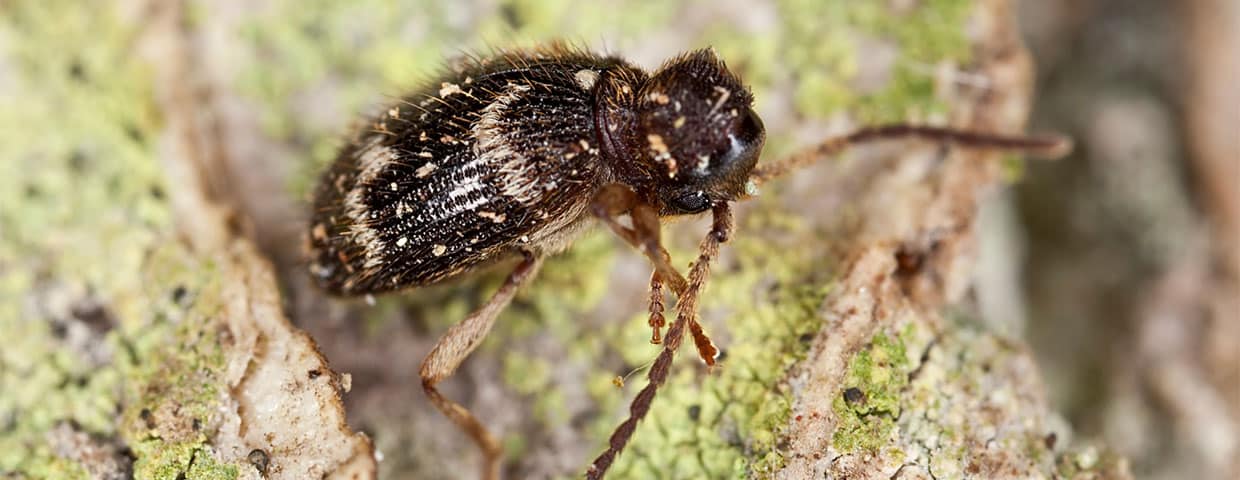 Close-up of spider beetle on a branch highlighting antennae and body
