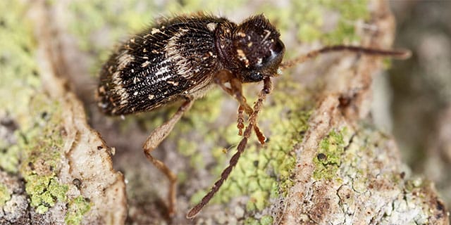 Spider beetle on rough surface in magnified view