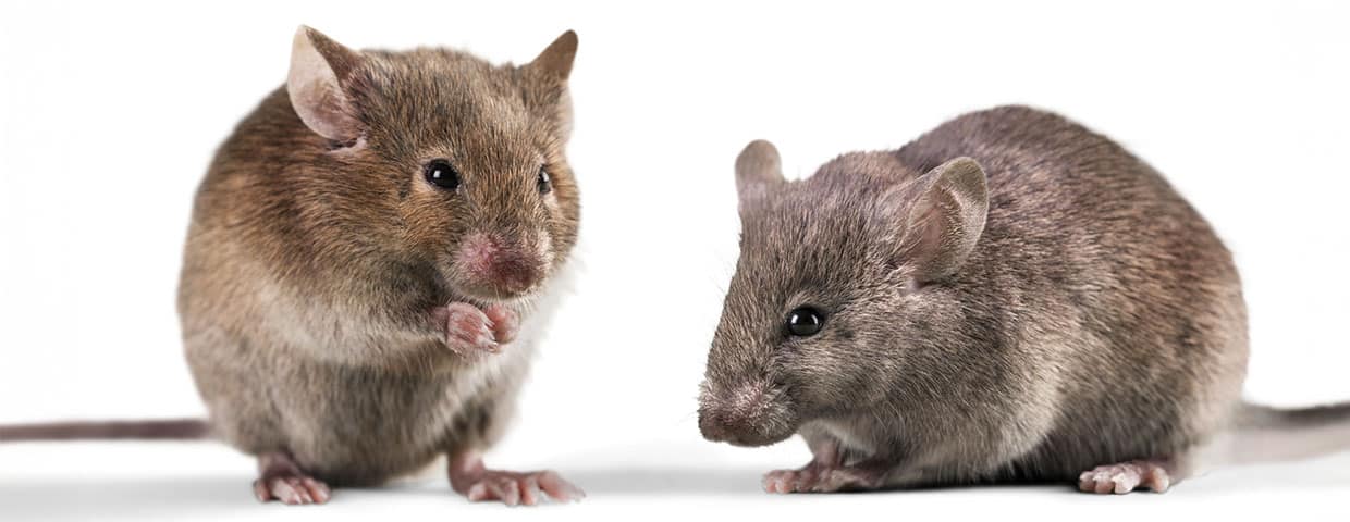 closup of mice face and body on a white background