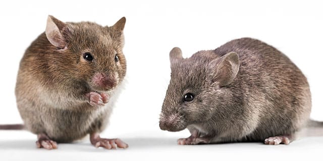 Two brown house mice on a white background; the mouse on the left is sitting upright with its front paw near its mouth, while the mouse on the right is crouched and facing the other mouse. Both have soft fur, large ears, and long whiskers.