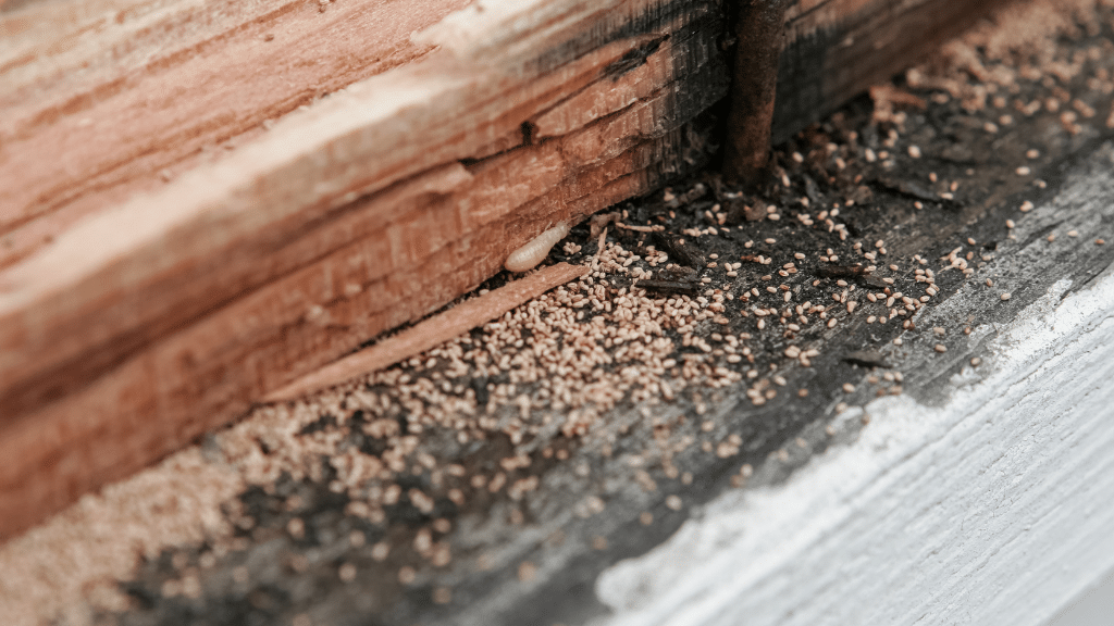 Termite droppings near baseboard
