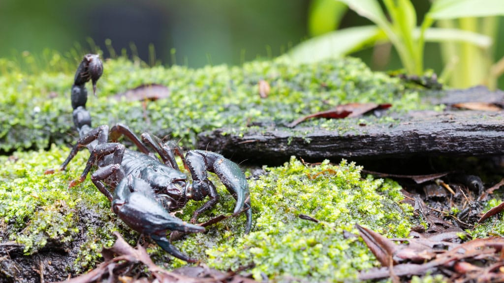 closeup of black scorpion on ground in woody area