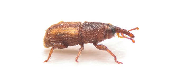 close up of a weevil insect on white baground