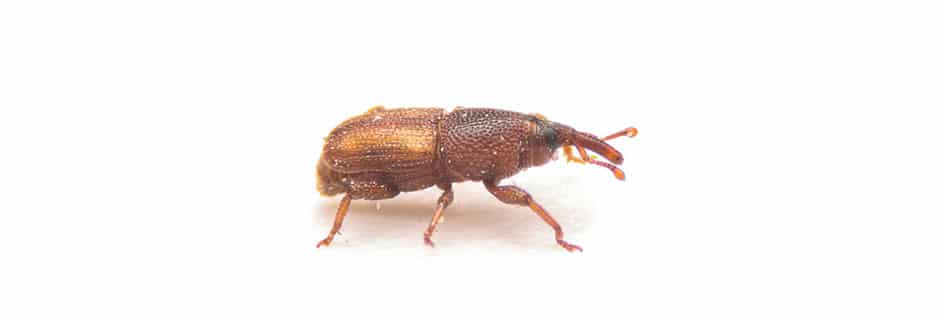 closeup of weevil crawling on white background