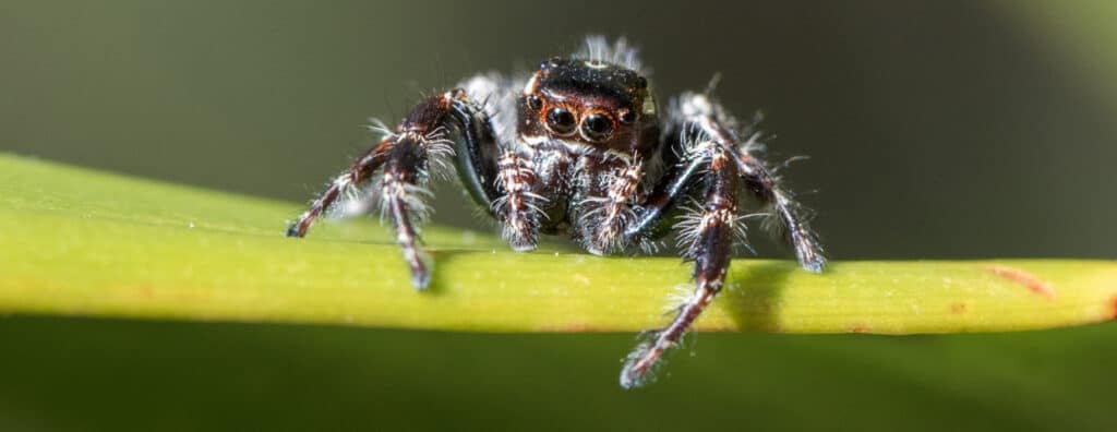 Texas Spiders