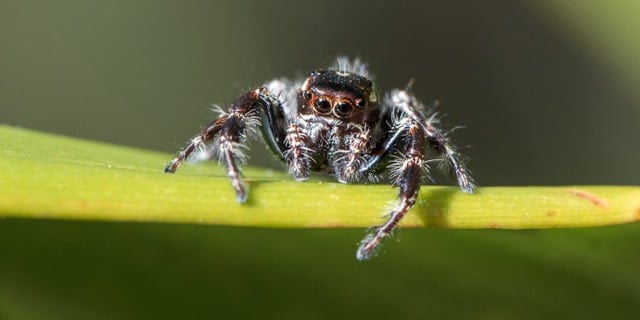 Texas Spiders