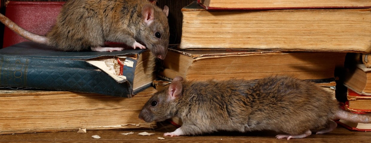 Rodent