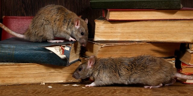 Rodent