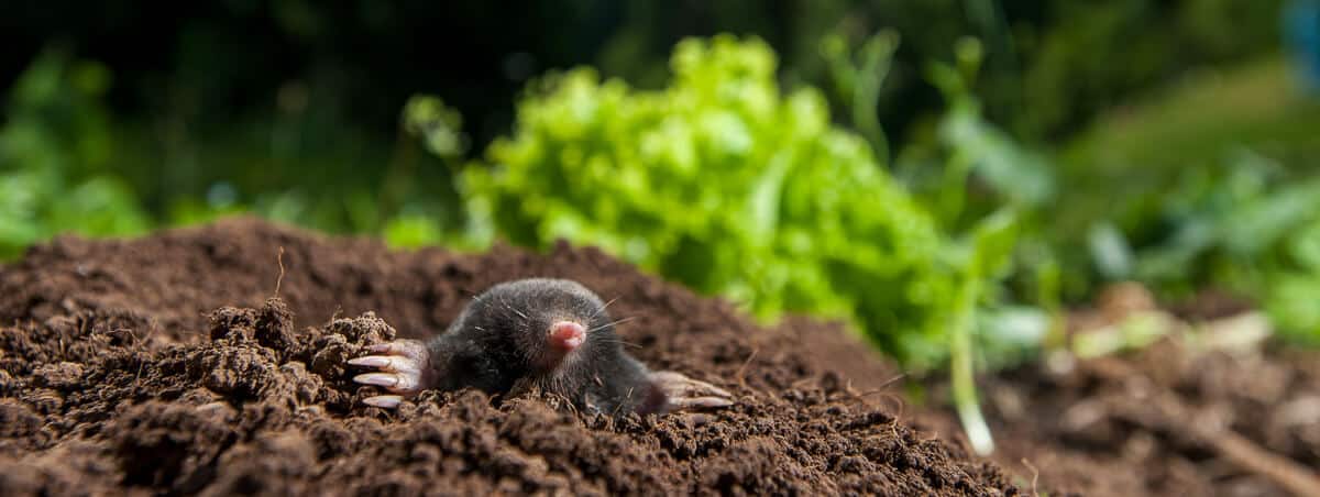 Moles Voles and Gophers