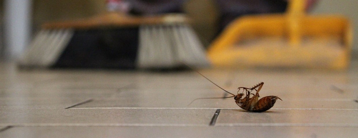 Cockroach
