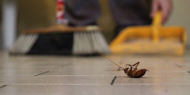 Cockroach