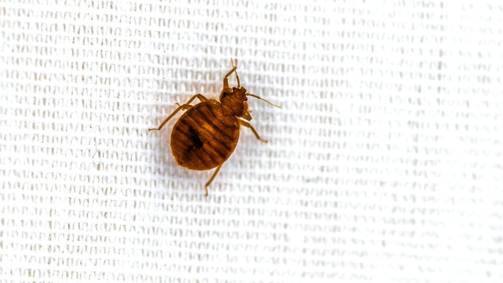 closeup of bed bug crawling on soft white sheet