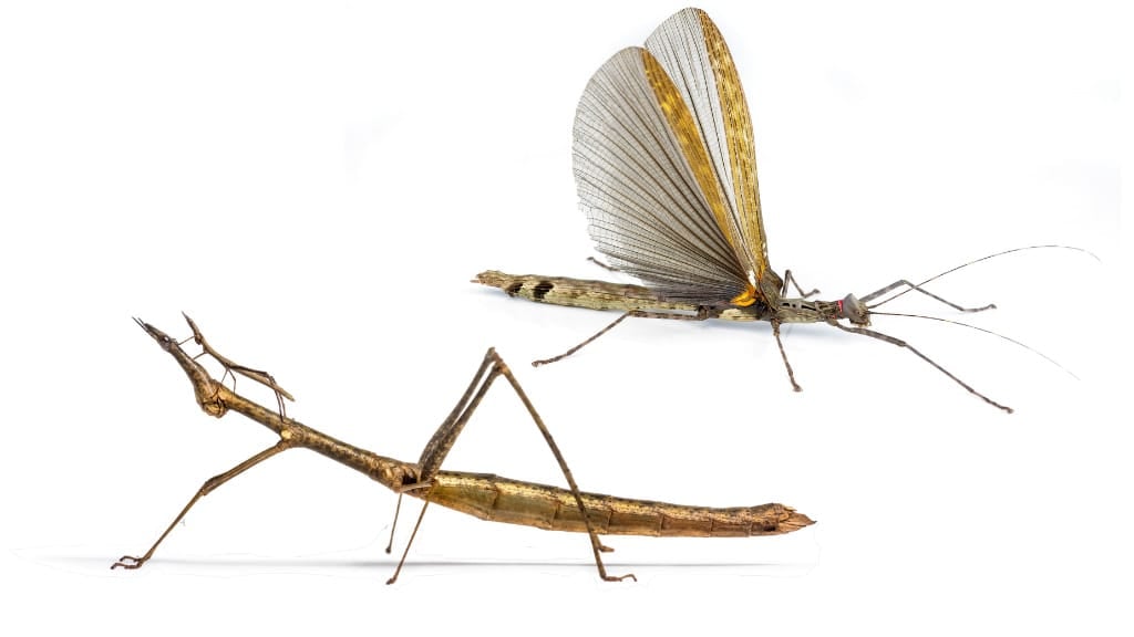 Stick Bug