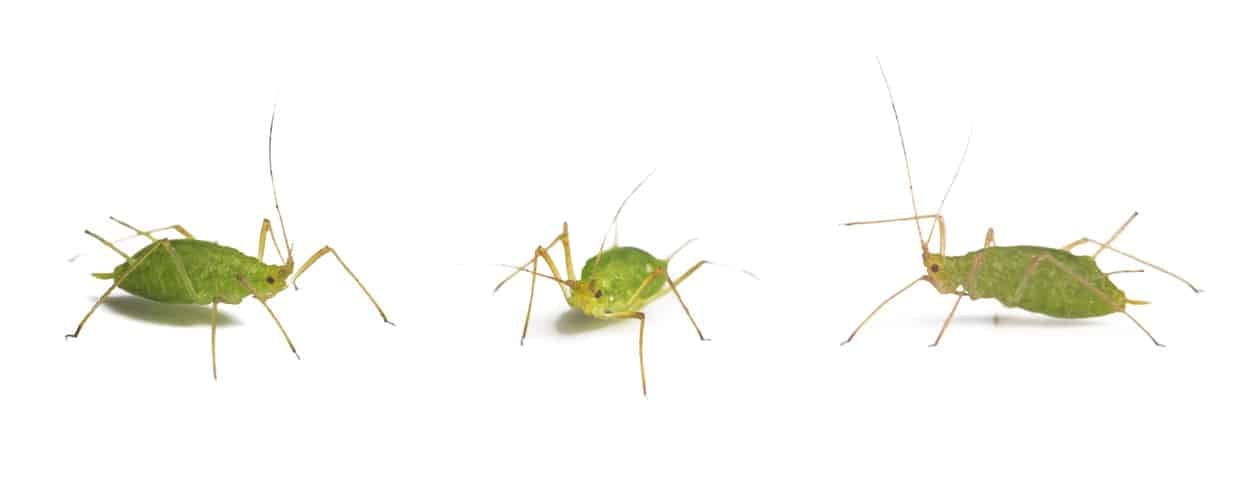 Aphids