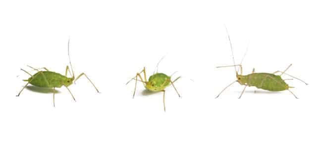 Aphids