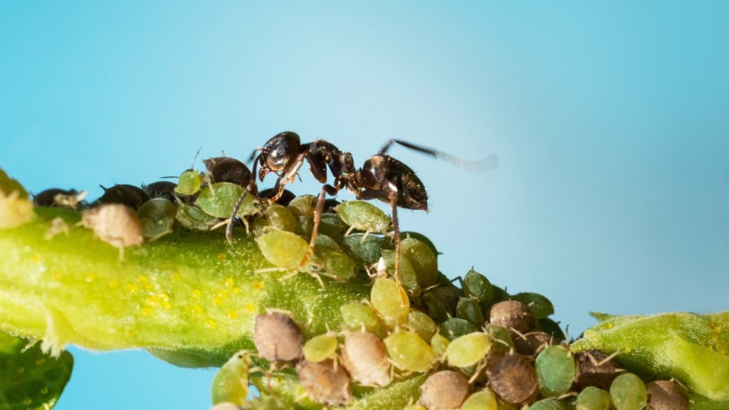 Aphids
