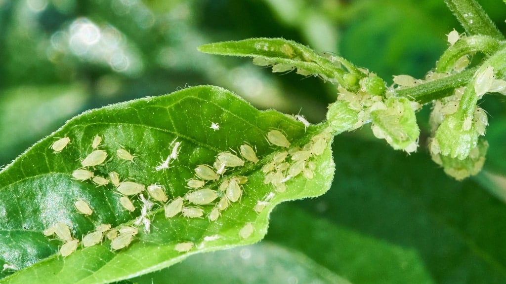 Aphids