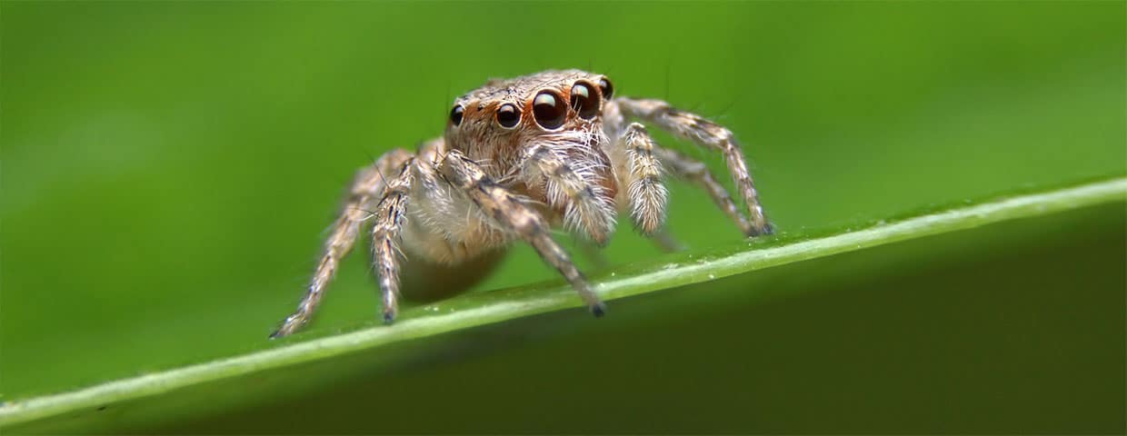 Jumping spider in alert pose on leaf