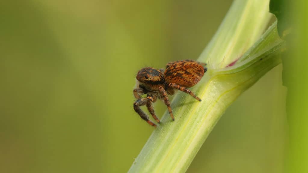Jumping spider close-up on green leaf