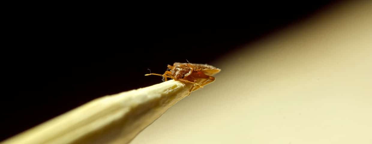 Bed Bug