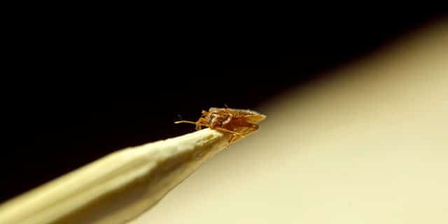 Bed Bug