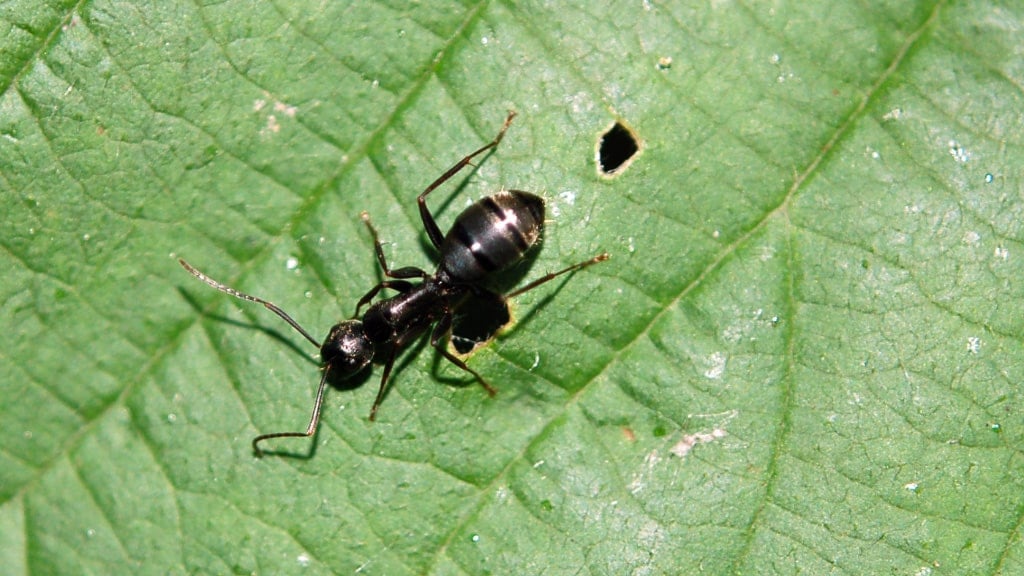 Argentine Ants