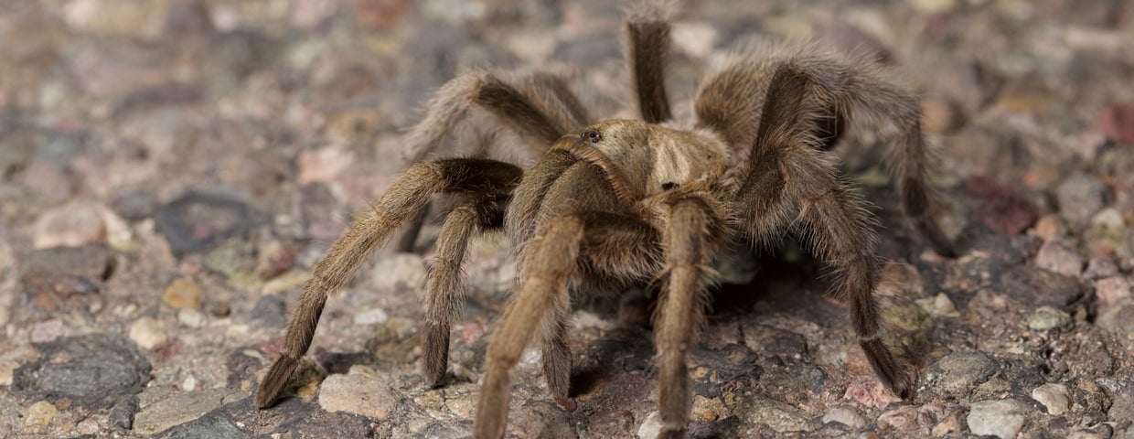 Tarantula
