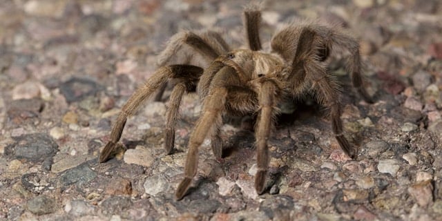 Tarantula
