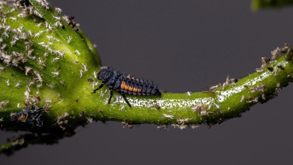 Asian Beetle
