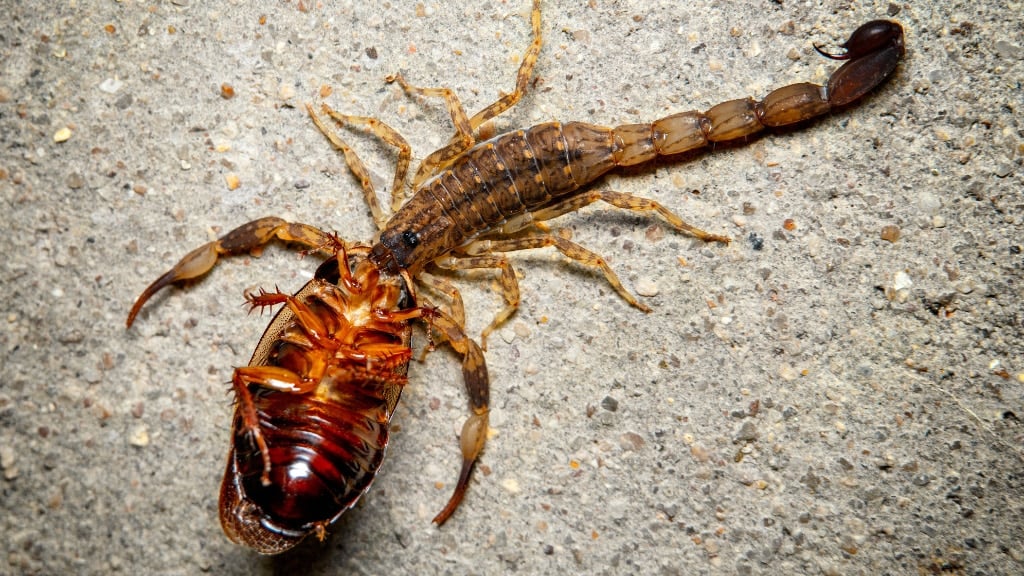 Scorpions