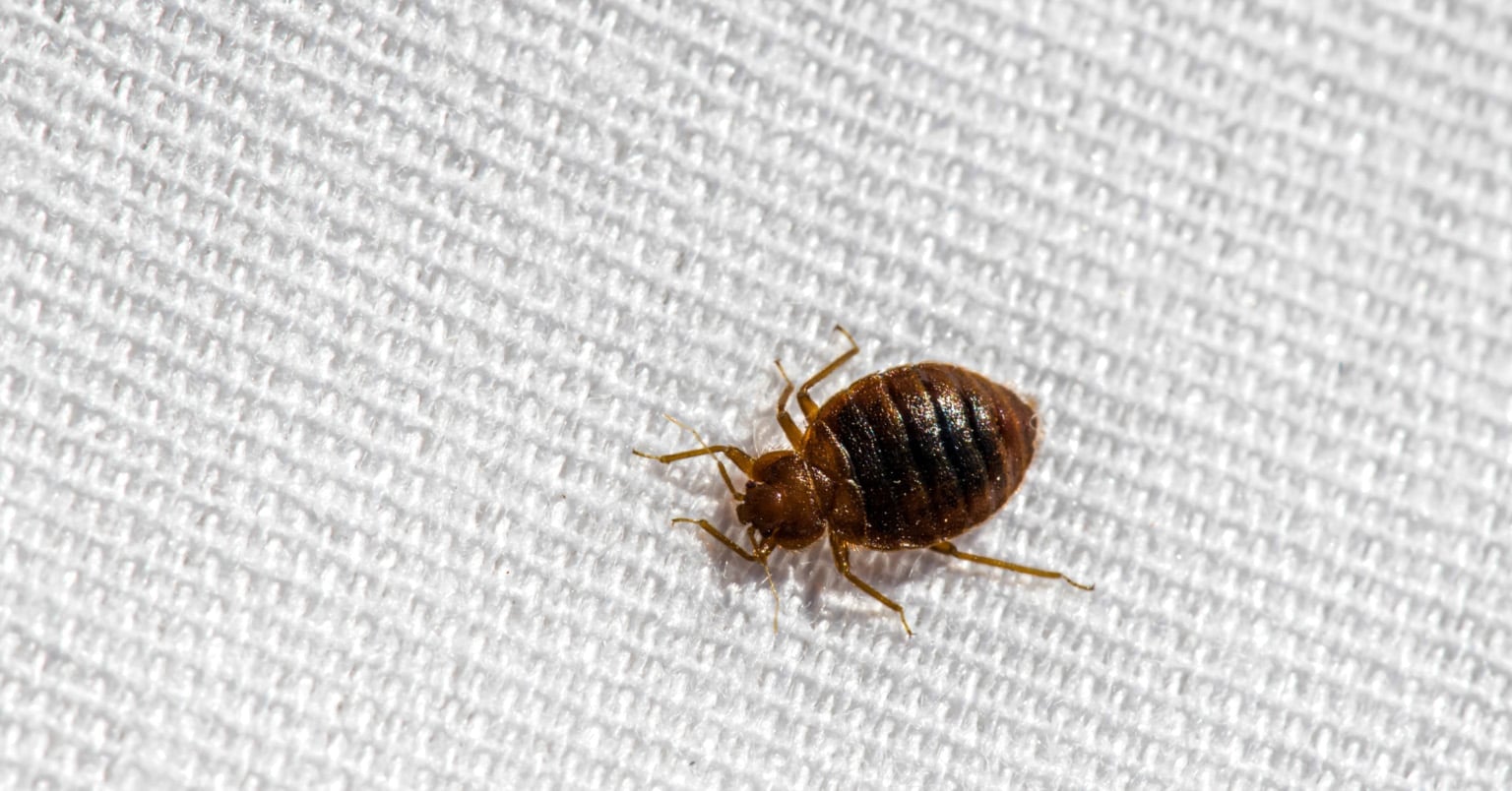 Bedbug