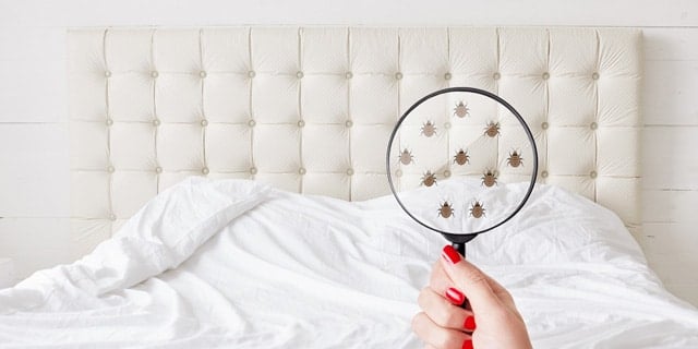 Bedbug Look-alikes